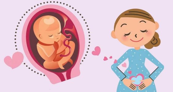 27. až 30. týždeň tehotenstva