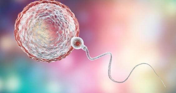 Spermia a vajíčko - zaujímavé porovnanie