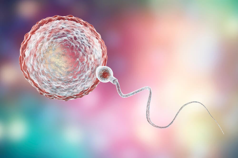 Spermia a vajíčko - zaujímavé porovnanie