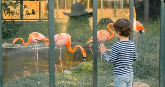 zoo