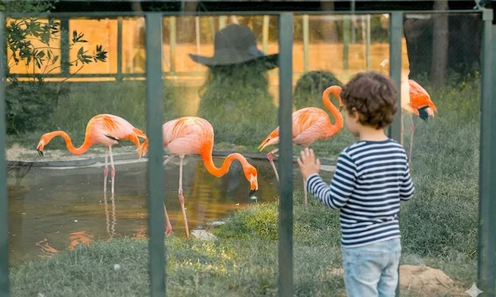 zoo
