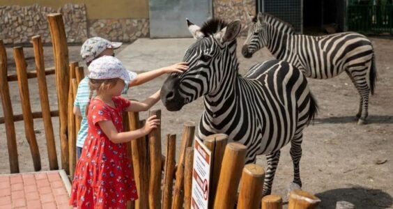 zoo
