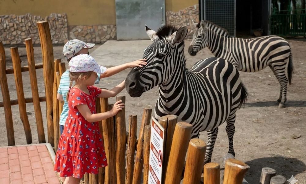 zoo