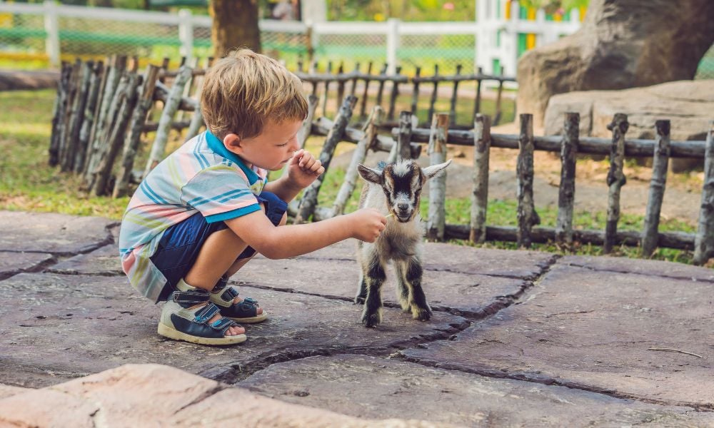 zoo