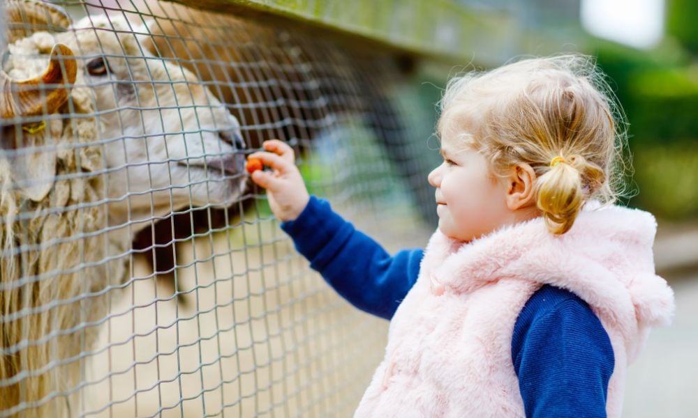 zoo