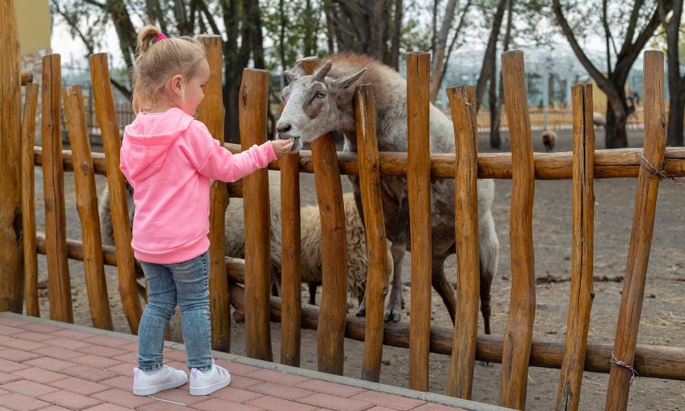 zoo